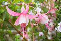 Fuchsia 'Upright Shelford'