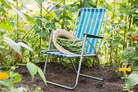 Harvest of Runner Bean 'Wisley Magic' in a straw hat, on a deck chair. 
