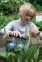 Lady dead-heading tulips in a container