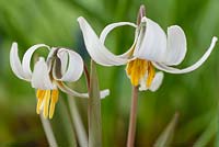 Erythronium dens-canis var. niveum - Dogs tooth violet, Trout lily 