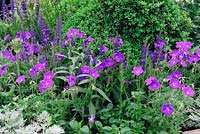 Geranium clarkei 'Kashmir Purple' with Salvia and centaurea