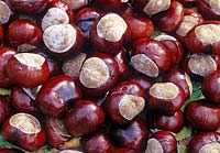 Aesculus Hippocastanum - Horse chestnuts
