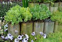 Sedum spectabile growing in tin cans - Title: Le jardin mis en boite (International Garden Festival, Chaumont-sur-Loire, France, 2014)