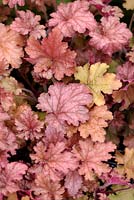 Heuchera 'Ginger Peach'