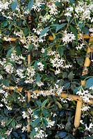 Trachelospermum jasminoides - Star Jasmine supported with bamboo canes