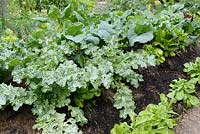 Lasagna gardening - Milk Thistle and Cabbages