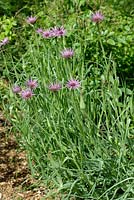 Tragopogon porrifolius - Salsify