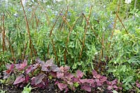 Dwarf Pea Mangetout 'Norli' growing on support with Orach and Flax background