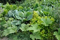 Tightly planted vegetable bed with Cabbage, Lettuce and Rhubarb
