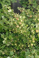 Ribes uva-crispa - Gooseberry 'Invicta' protected from birds with netting