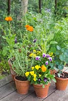 Plants include French Lavender, Nasturtium 'Empress of India', Borage, Viola mixed, Calendula 'Ball's Improved Orange', Rosemary and Chives