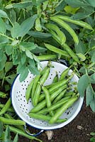 Picked Broad Beans 'The Sutton' in enamel colander beside garden crop of beans.