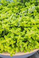 Thin metal wire bent to shape for plant label Marjoram