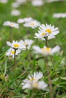 Bellis perennis. Common Daisy