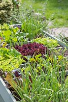 Square foot gardening in a large raised vegetable trug. Plants include Lettuce, Celery, Beetroot, Carrots and Onions