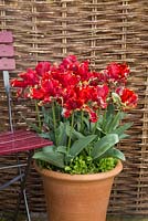 Tulipa 'Rococo' in terracotta container beside chair and willow fence