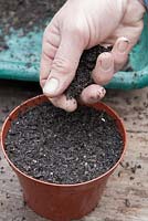 Sowing seeds of half-hardy annuals. Cover the seeds with a scattering of compost 
