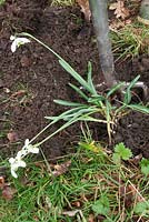 Weeding and dividing snowdrops (Galanthus) in the green. Lift the clump using a border fork