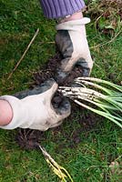Weeding and dividing snowdrops (Galanthus) in the green. Divide into smaller clumps of two to four bulbs