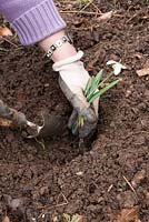 Weeding and dividing snowdrops (Galanthus) in the green. Plant into new position