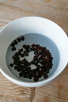Two ways to germinate purple peas. Soak overnight in a bowl of water