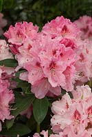 Rhododendron 'Albert Schweitzer', Hilliers Nursery, RHS Chelsea Flower Show 2014