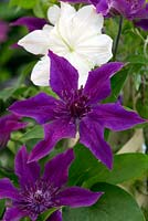 Clematis 'Guiding Promise'