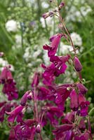 Penstemon Pensham 'Plum Jerkum'