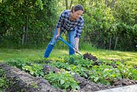 Woman earthing up potato plants