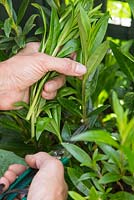 Taking cuttings from a Penstemon