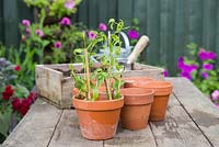 Growth development of cuttings