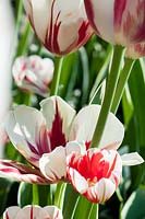 Tulipa 'Carnaval de Nice' 