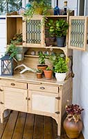 Crassula and Sedum in pots on wooden dresser