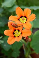 Ixia maculata - Corn Lily, Wales, UK.