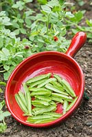 Harvested Peas in red pan. 