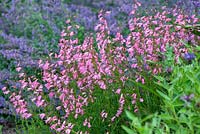 Penstemon 'Evelyn' and Nepeta 'Six Hills Giant'. June. Perennnials. Association of pink and pale purple flowers.