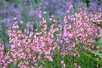 Penstemon 'Evelyn'. June. Perennnial. Association of pink and pale purple flowers.