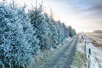 Frosty Christmas Tree field in Suffolk, England, UK in Winter.