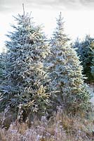 Frosty Christmas Trees in a field in winter. Conifers. December.