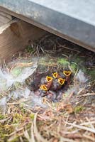 Nest of baby Eurasian blue tits living within a potting bench.