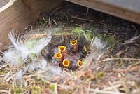 Nest of baby Eurasian blue tits living within a potting bench.