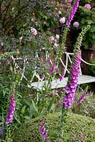 One of the nicely located benches in a delightful Cotswold garden, with foxgloves and rounded topiary adjacent. Campden House, Chipping Campden, Glos. NGS garden