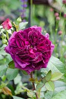 Rosa 'Munstead Wood' - The Forgotten Folly Garden, RHS Hampton Court Palace Flower Show 2014 - Design: Lynn Riches 