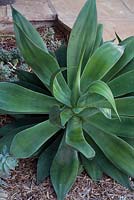 Agave attenuata 