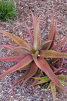 Aloe cameronii  