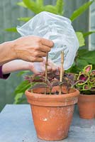Covering newly planted coleus cuttings with a plastic bag to retain heat and moisture, encouraging healthy growth. 