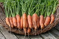 Freshly harvested Carrot 'Touchon'