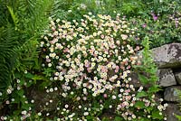 Erigeron karvinskianus - Mexican daisy, Mexican fleabane - growing in a wall