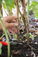 Removing the dead canes of Raspberry 'Glen Magna' allowing room for new growth to flourish
