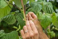 Tieing in new growth of Raspberry 'Glen Magna' canes to the wire support
